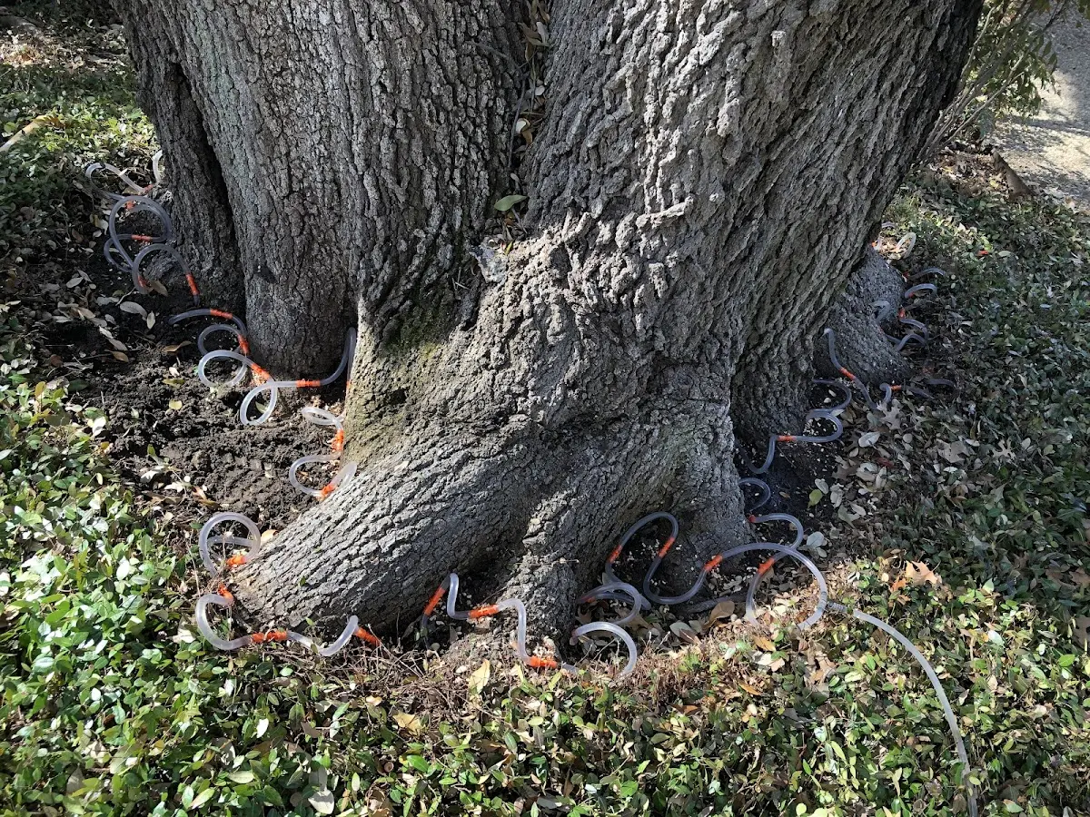 Detailed Tree Cabling and Bracing job site in Ramey