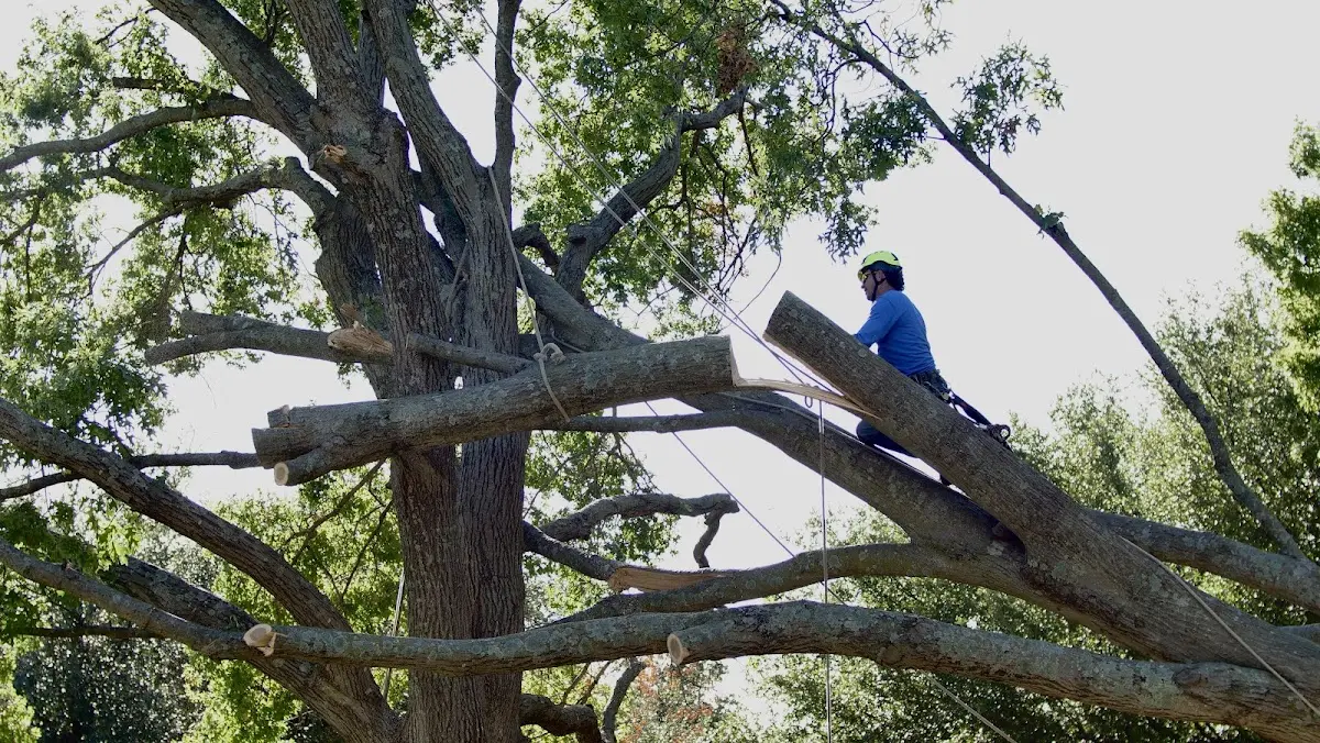 Professional Crown Thinning performed by certified arborists in Ramey