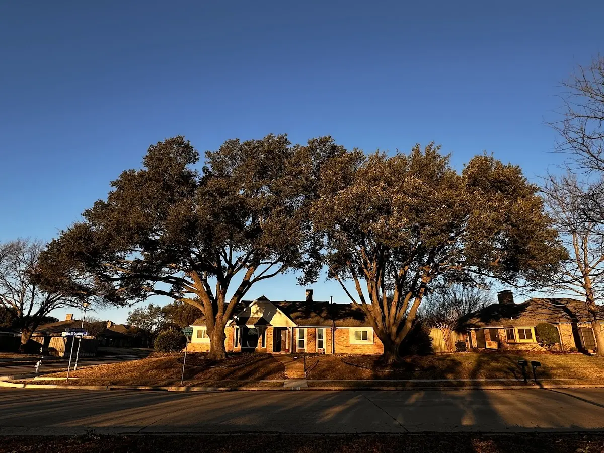 Established residential canopy tree shading a home in Ramey